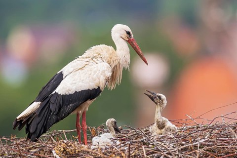 White stork (Ciconia ciconia), adult bird standing on an eyrie above the roofs of a town together