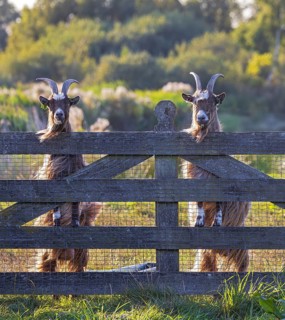 Goat (Capra aegagrus hircus), two male goats with horns stand upright in the sun next to each other