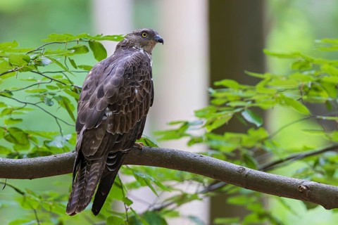 Honey buzzard (Pernis apivorus), close-up, female sitting on branch between green leaves in