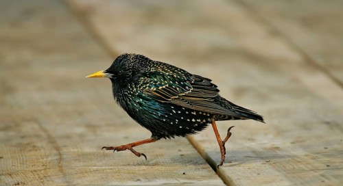 Starling (Sturnus vulgaris), close-up, male in breeding plumage with shiny feathers walks with long