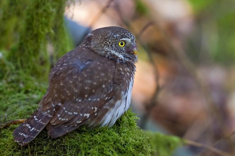 Pygmy Owl (Glaucidium passerinum), close-up and portrait, adult bird sitting on a moss-covered