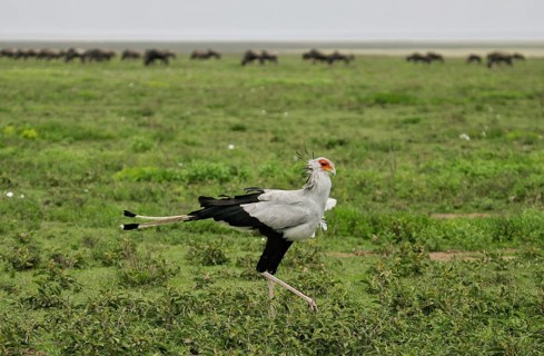 Secretary bird (Sagittarius serpentarius), adult bird walking through savannah in front of a herd