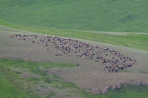 Running shot of a flock of sheep in the Mongolian steppe with shepherd riding on horse next to the