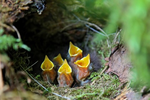 European robin (Erithacus rubecula), begging young birds with open beaks in the nest,