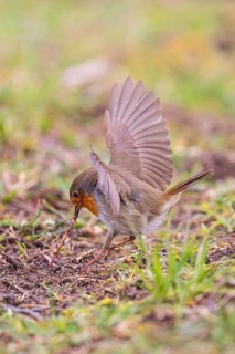 Robin (Erithacus rubecula), adult bird fluttering its wings and holding an earthworm with its beak,