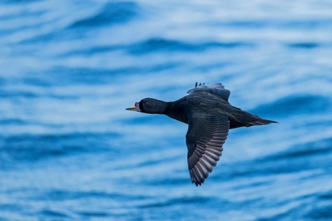 Common scoter (Melanitta nigra), close-up, male flying with open wing over water surface of the