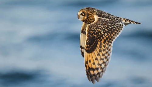 Short-eared owl (Asio flammeus), close-up, adult bird with outstretched wings in flight over the
