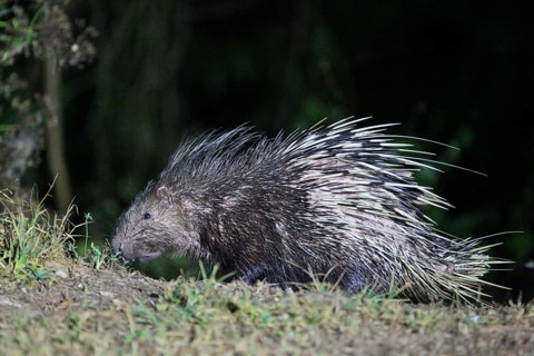 Malayan porcupine, short-tailed porcupine (Hystrix brachyura), close-up, adult at night in the