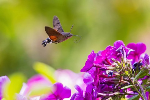 Pigeon tail (Macroglossum stellatarum), close-up, flying and hovering with long, unfurled proboscis