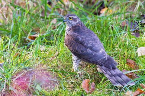 Sparrowhawk (Accipiter nisus), close-up, young bird sitting in meadow with autumnal coloured leaves