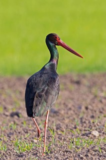 Black stork (Ciconia nigra), close-up, adult bird with shiny plumage standing in the sun on one leg