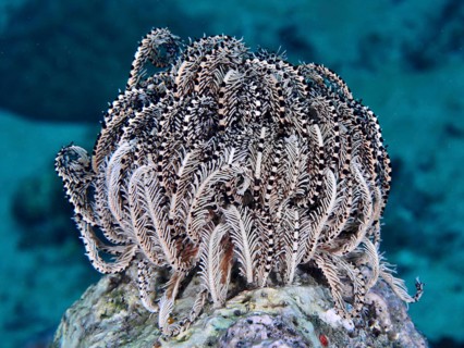 Bushy feather star, Variable feather star (Comaster schlegelii) on a coral reef, beige and textured