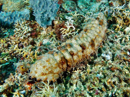 A striped sea cucumber (Pearsonothuria graeffei) moves across the colourful seabed of a coral reef.