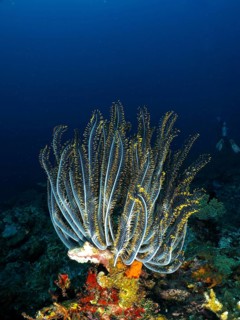 Bushy feather star, Variable feather star (Comaster schlegelii) in a coral reef, bright yellow