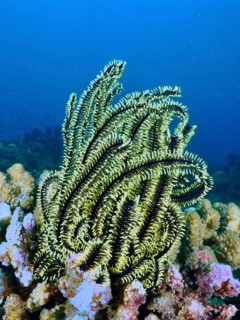 Shining starfish, Bushy feather star, Variable feather star (Comaster schlegelii), surrounded by
