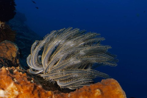 Underwater photo of Bushy feather star, Variable feather star (Comaster schlegelii) on a coral in