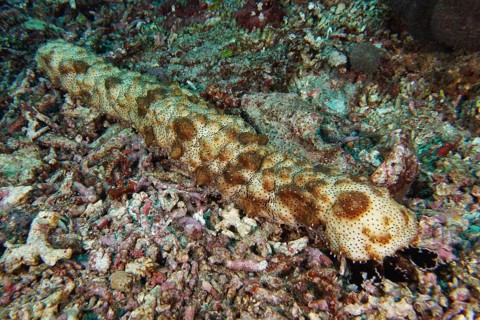 Brown spotted sea cucumber (Pearsonothuria graeffei), moving across the seabed. Dive site SD, Nusa