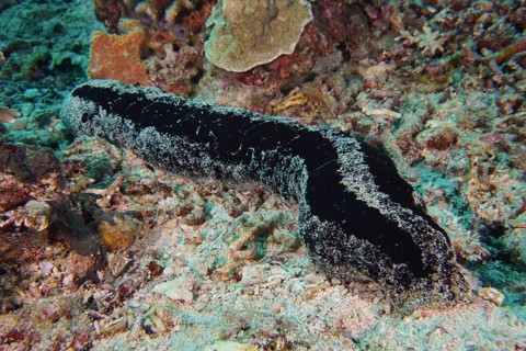 Black sea cucumber (Holothuria atra) moves across the sandy coral bottom. Dive site SD, Nusa