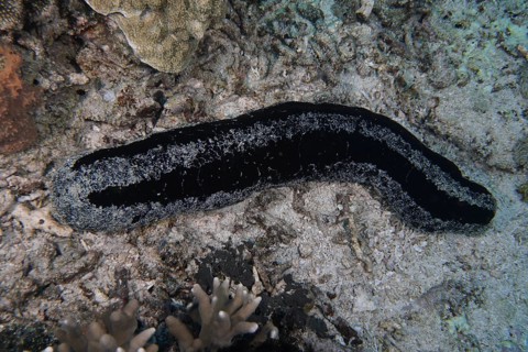 Black sea cucumber (Holothuria atra) crawls across the sandy seabed. Dive site SD, Nusa Ceningan,