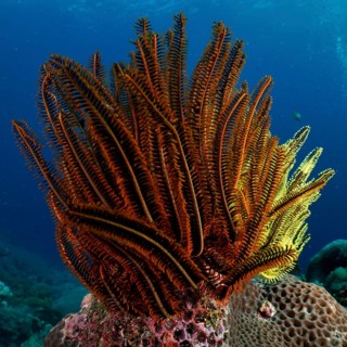 Bright yellow and brown starfish, Bushy feather star, Variable feather star (Comaster schlegelii),