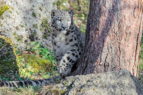 A snow leopard (Panthera uncia) stalks its siblings between rocks and trees in hilly terrain on a