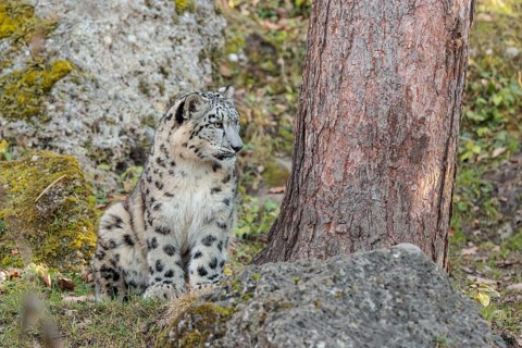 A snow leopard (Panthera uncia) sits on a sunny day between rocks next to a tree on hilly terrain,