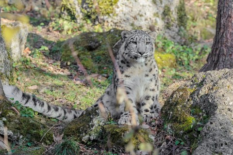 A snow leopard (Panthera uncia) stands on a rock next to a tree in hilly terrain on a sunny day.