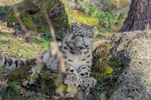 A snow leopard (Panthera uncia) rests on a rock in hilly terrain, surrounded by green vegetation.