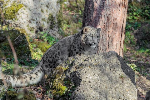 A snow leopard (Panthera uncia) sits on a sunny day between rocks next to a tree on hilly terrain