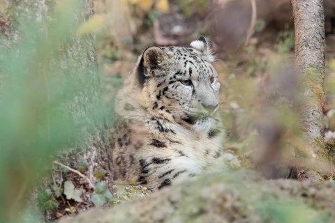 A snow leopard (Panthera uncia) rests among rocks and trees in hilly terrain, surrounded by green