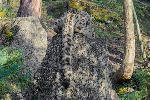 A snow leopard (Panthera uncia) rest on a rock next to a tree in hilly terrain. Only its back and