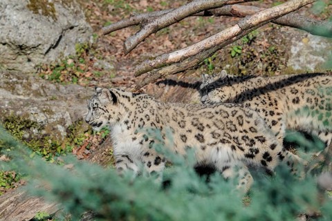Two snow leopards (Panthera uncia) run side by side on a sunny day along a mountainside between
