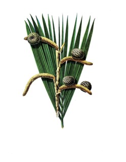 Useful plants, cultivated plants, real sago palm, sagus rumphii, school picture, authentic