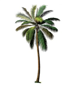 Useful plants, cultivated plants, real coconut tree, Cocos nucifera, school picture, authentic