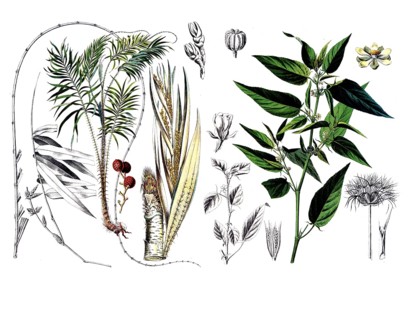 Useful plants, cultivated plants, dragon rotang, calmus draco and capsular jute, Corchorus