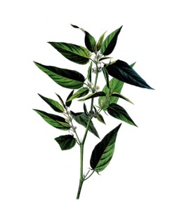 Useful plants, cultivated plants, capsular jute, Corchorus capsularis, school picture, authentic
