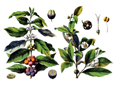 Useful plants, cultivated plants, coffee bush, coffea arabica and tea tree, thea chinensis, tea