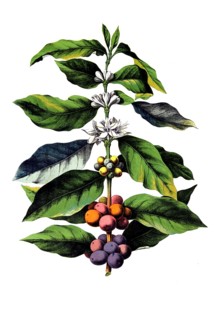 Useful plants, cultivated plants, coffee tree, Coffea arabica, school picture, authentic