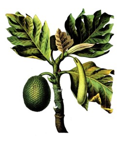 Useful plants, cultivated plants, real breadfruit tree, Artocarpus incisa, school picture,
