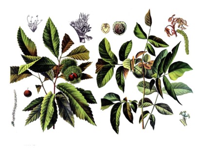 Useful plants, cultivated plants, chestnut, castanea vesca and walnut, Juglans regia, school