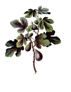 Useful plants, cultivated plants, fig tree, ficus carica, school picture, authentic reproduction of