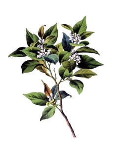 Useful plants, cultivated plants, bitter orange tree, citrus vulgaris, school picture, authentic