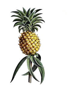 Useful plants, cultivated plants, pineapple sativa and agave, Agave americana, school painting,