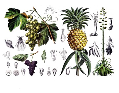Useful plants, cultivated plants, vine, vitis vinifera and pineapple, pineapple sativa and agave,