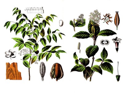 Useful plants, cultivated plants, mahogany tree, Swietenia mahogany and fever bark tree, cinchona