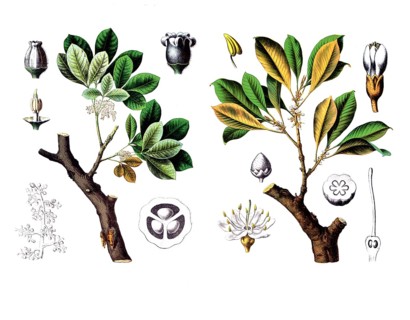 Useful plants, cultivated plants, rubber tree, Siphonia elastica and gutta percha tree, Isonandra