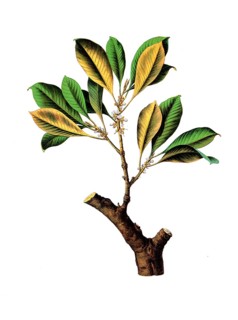 Useful plants, cultivated plants, gutta percha tree, Isonandra gutta, school picture, authentic