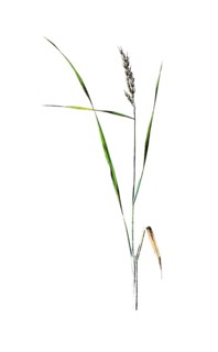 Useful plants, cultivated plants, rice, Oryza sativa, school picture, authentic reproduction of a