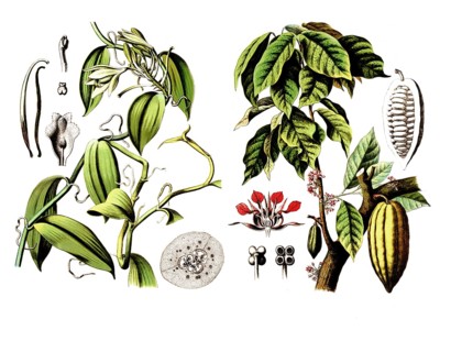 Useful plants, cultivated plants, vanilla, vanilla planifolia and cocoa tree, Theobroma cacao,