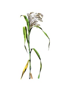 Useful plants, cultivated plants, millet, Panicum miliaceum, school picture, authentic reproduction